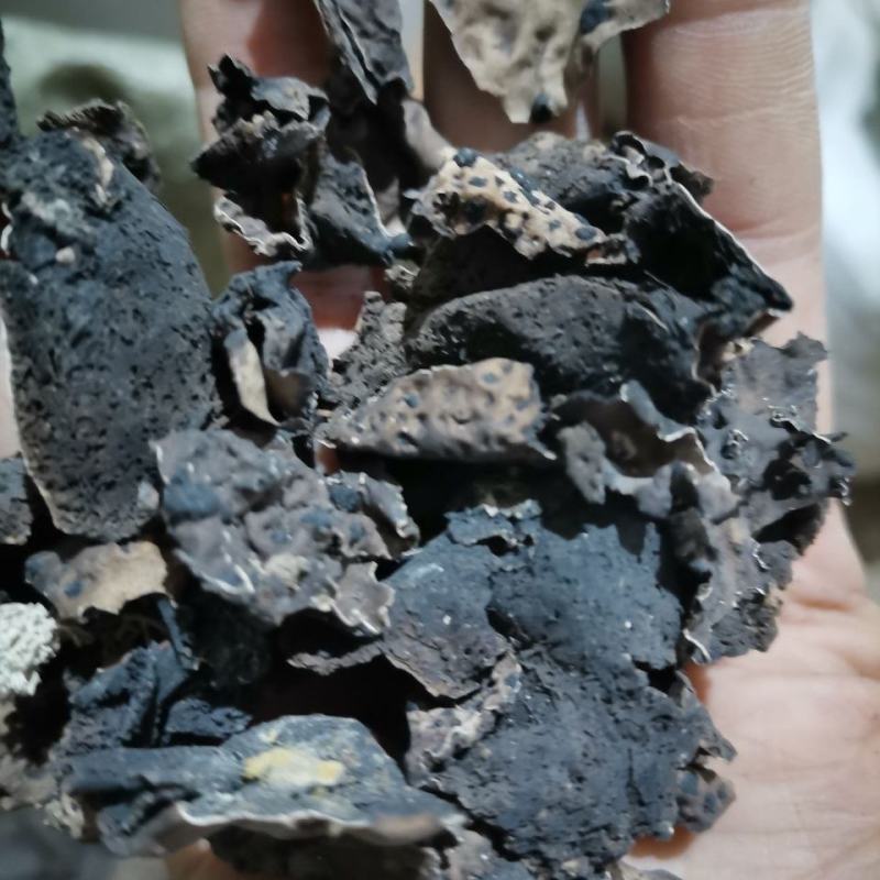 石耳石耳中药材500g干净无沙野生优质黄山岩耳岩姑石壁