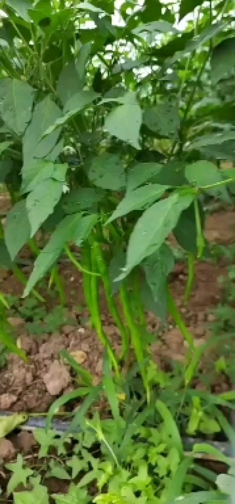 线椒15~20厘米青微辣