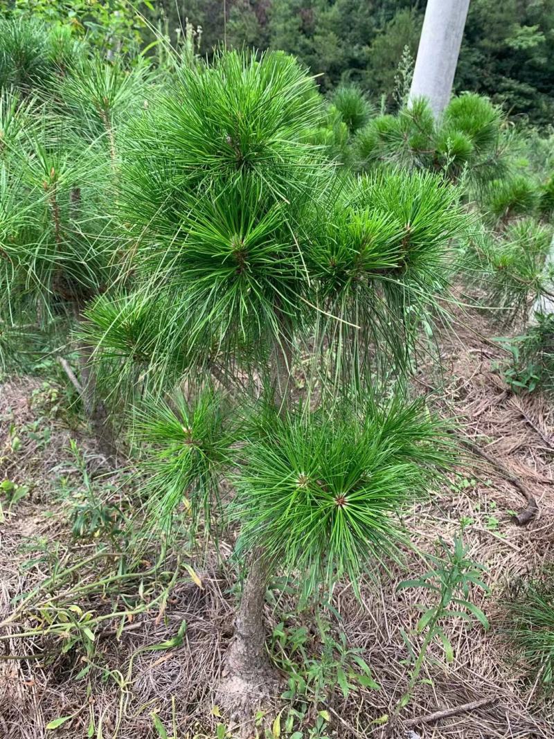 黄山松山采移栽3年切牙断根黄山松籽播苗大量批发