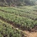 黄山松山采移栽3年切牙断根黄山松籽播苗大量批发