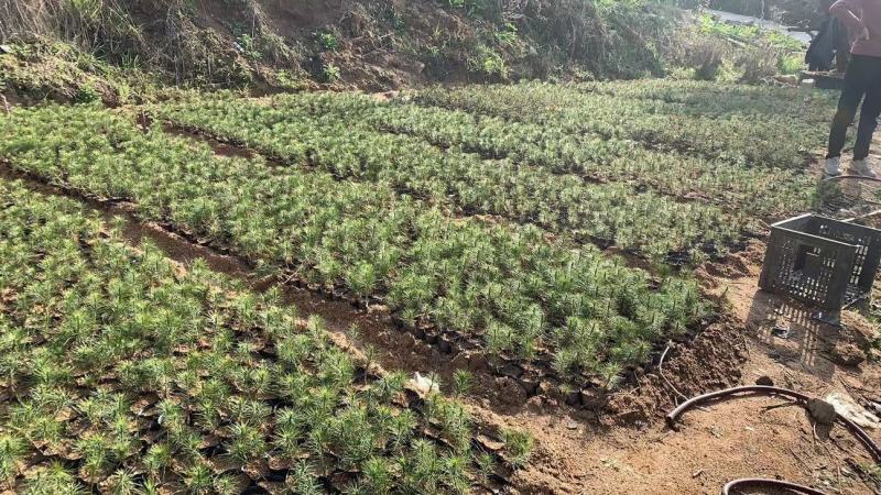 黄山松山采移栽3年切牙断根黄山松籽播苗大量批发