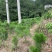 黄山松山采移栽3年切牙断根黄山松籽播苗大量批发