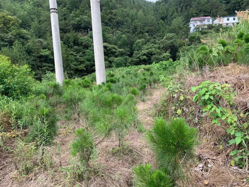 黄山松山采移栽3年切牙断根黄山松籽播苗大量批发