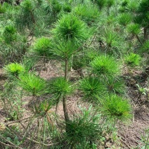 黄山松山采移栽3年切牙断根黄山松籽播苗大量批发