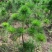 黄山松山采移栽3年切牙断根黄山松籽播苗大量批发
