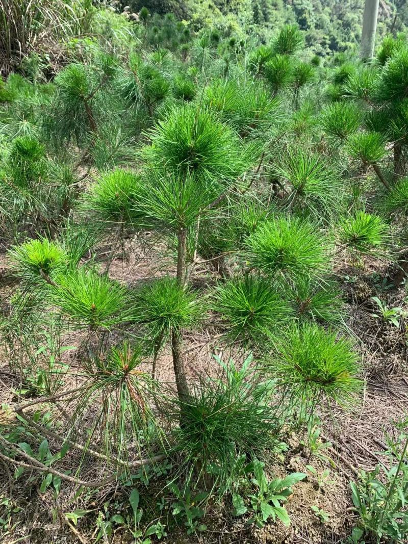 黄山松山采移栽3年切牙断根黄山松籽播苗大量批发