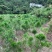 黄山松山采移栽3年切牙断根黄山松籽播苗大量批发