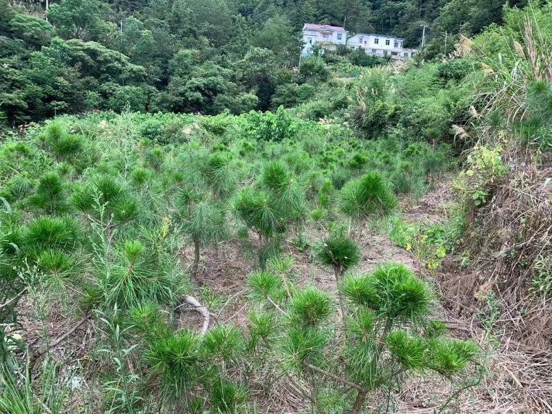 黄山松山采移栽3年切牙断根黄山松籽播苗大量批发