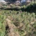 黄山松山采移栽3年切牙断根黄山松籽播苗大量批发