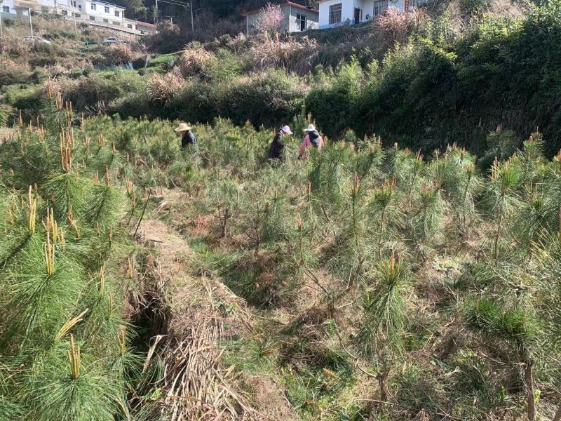 黄山松山采移栽3年切牙断根黄山松籽播苗大量批发