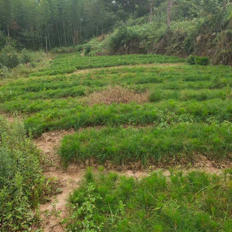 黄山松山采移栽3年切牙断根黄山松籽播苗大量批发