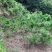 黄山松山采移栽3年切牙断根黄山松籽播苗大量批发