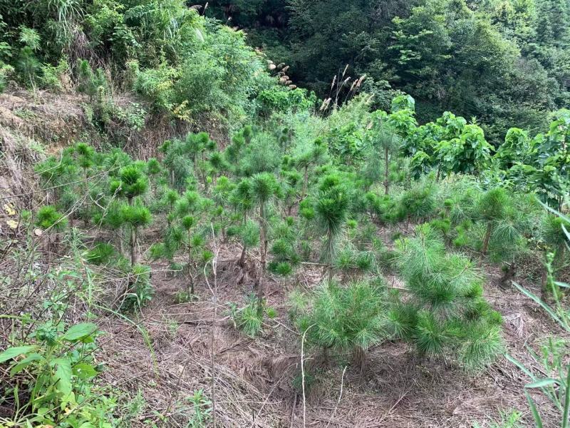 黄山松山采移栽3年切牙断根黄山松籽播苗大量批发