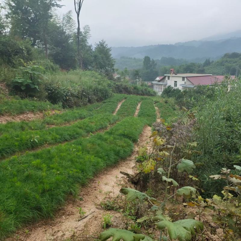 黄山松山采移栽3年切牙断根黄山松籽播苗大量批发