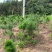 黄山松山采移栽3年切牙断根黄山松籽播苗大量批发