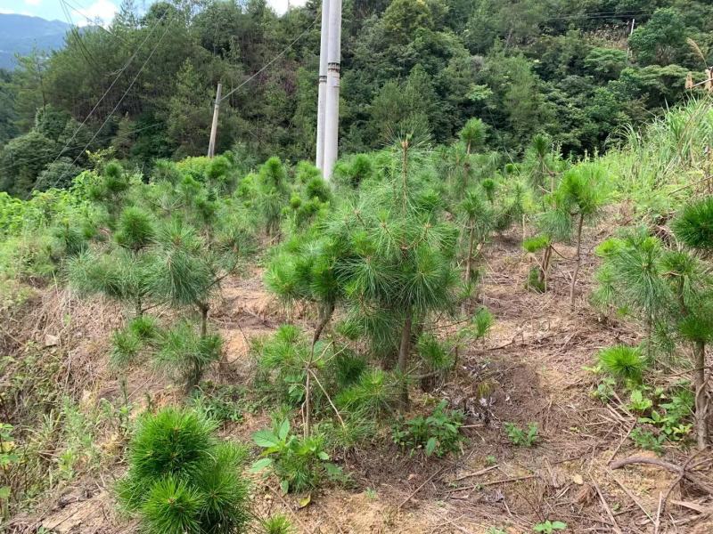 黄山松山采移栽3年切牙断根黄山松籽播苗大量批发