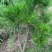 黄山松山采移栽3年切牙断根黄山松籽播苗大量批发