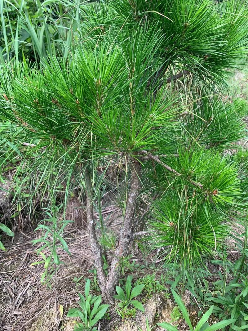 黄山松山采移栽3年切牙断根黄山松籽播苗大量批发