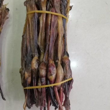 各种鞭狗鞭大全无流各种鞭大货批发中
