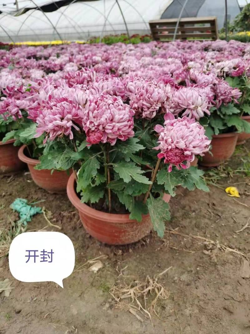 山东青州国庆菊，千头菊，大菊花，保证质量，基地直发