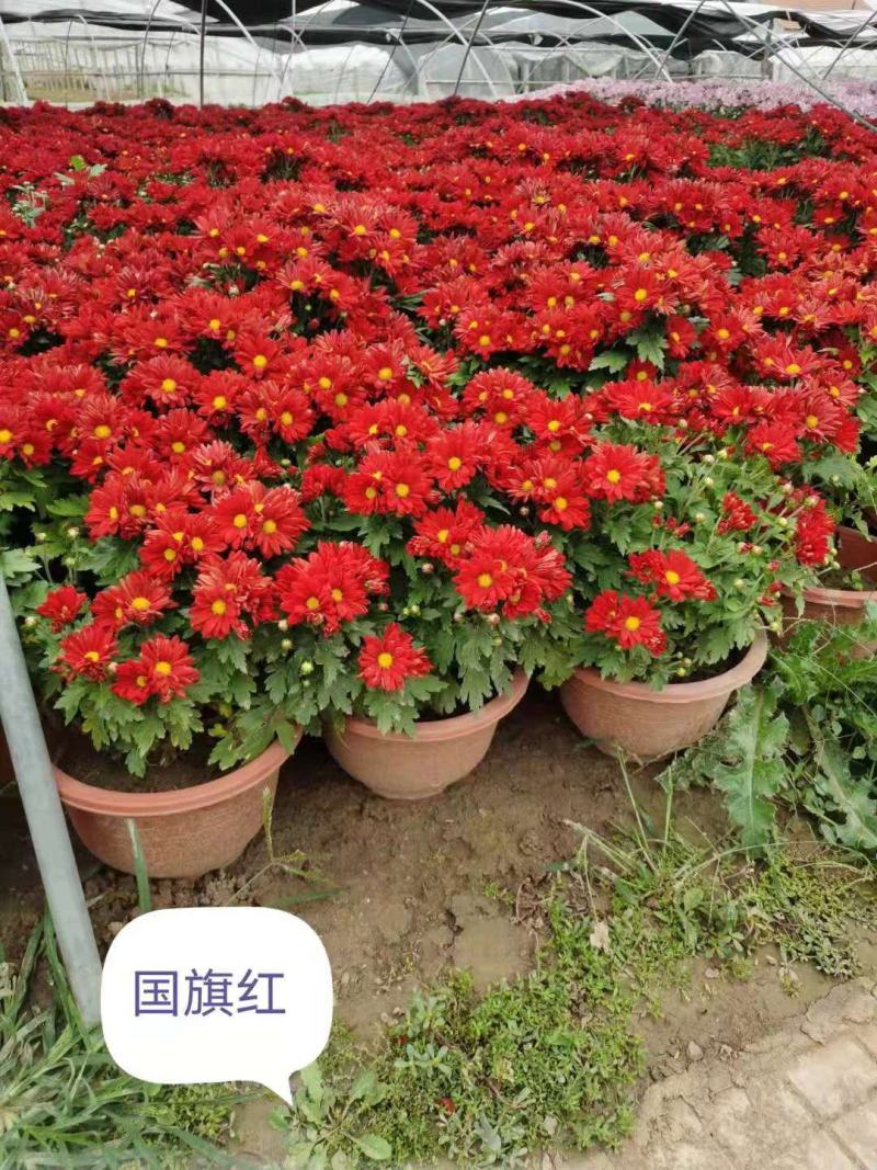 山东青州国庆菊，千头菊，大菊花，保证质量，基地直发