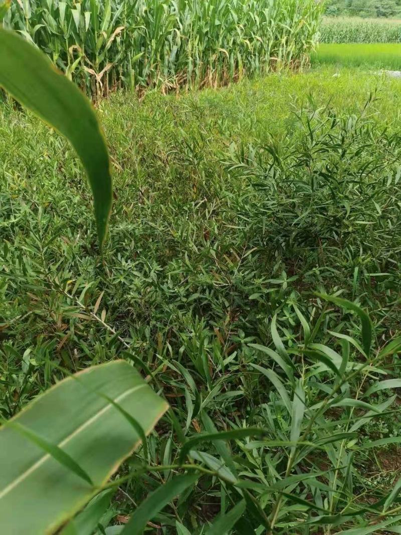精品台湾相思树苗，相思大树。（各种规格要求都有）