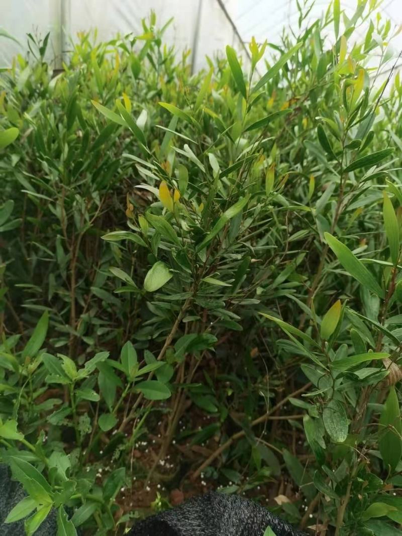 精品台湾相思树苗，相思大树。（各种规格要求都有）