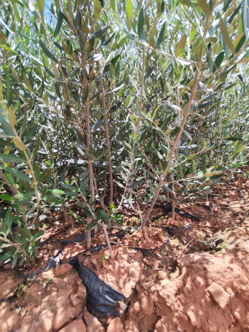 精品油橄榄苗基地直供（各种规格要求都有）