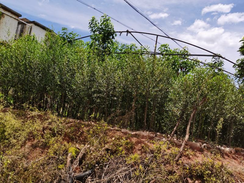 精品油橄榄苗基地直供（各种规格要求都有）