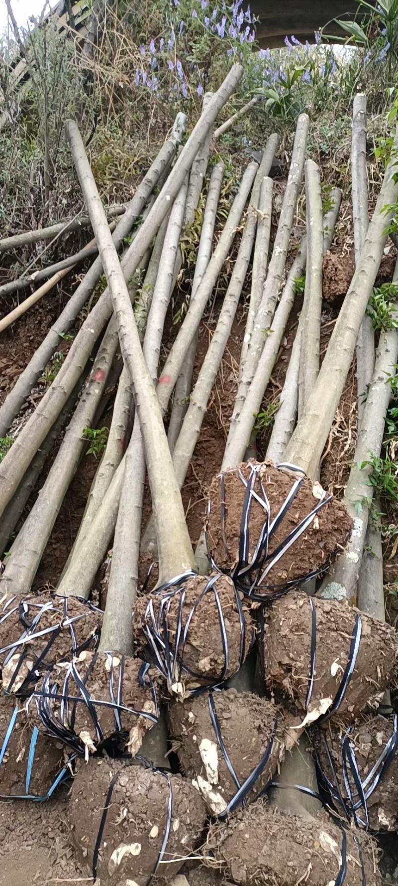 精品米径5-8公分朴树，苗圃大量出售，批发