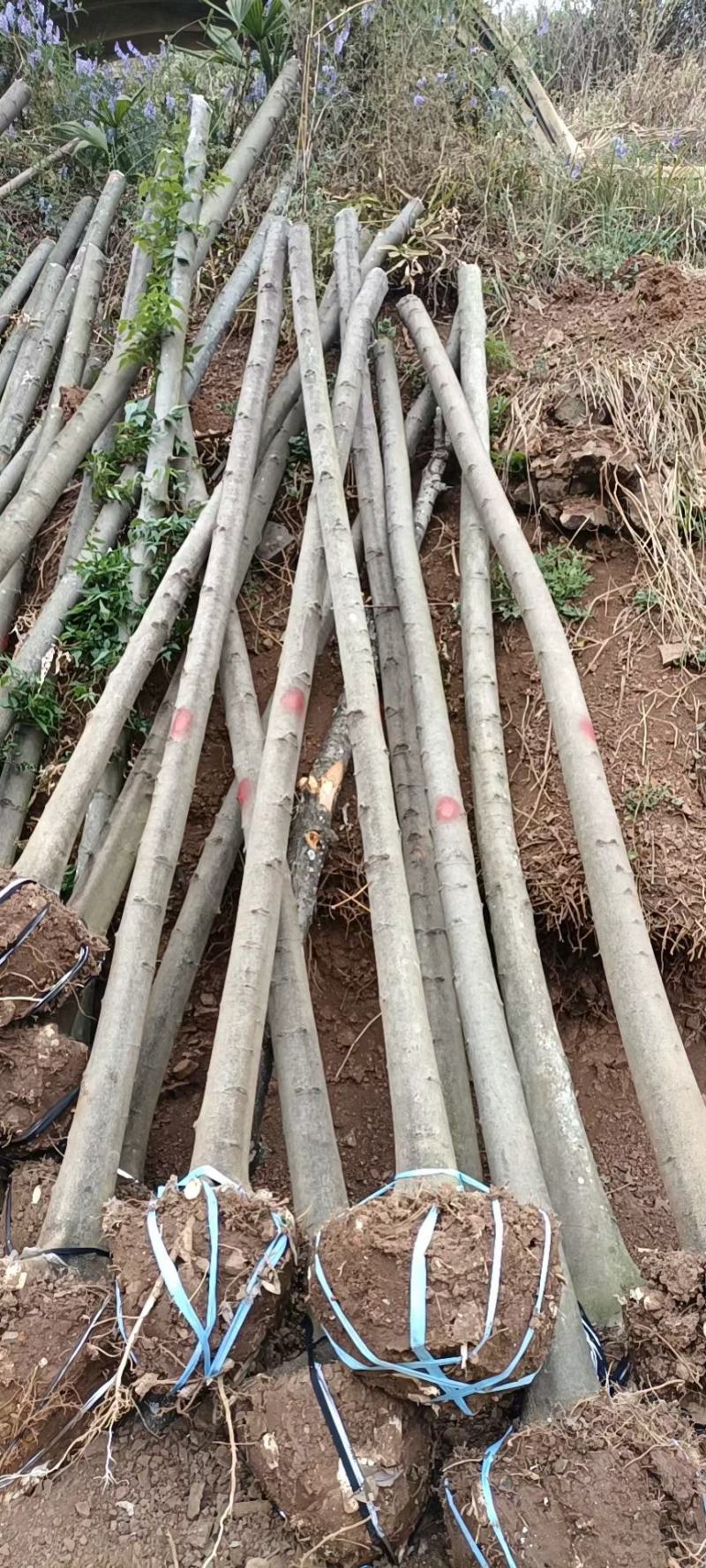 精品米径5-8公分朴树，苗圃大量出售，批发