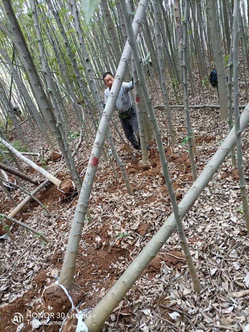 精品米径5-8公分朴树，苗圃大量出售，批发