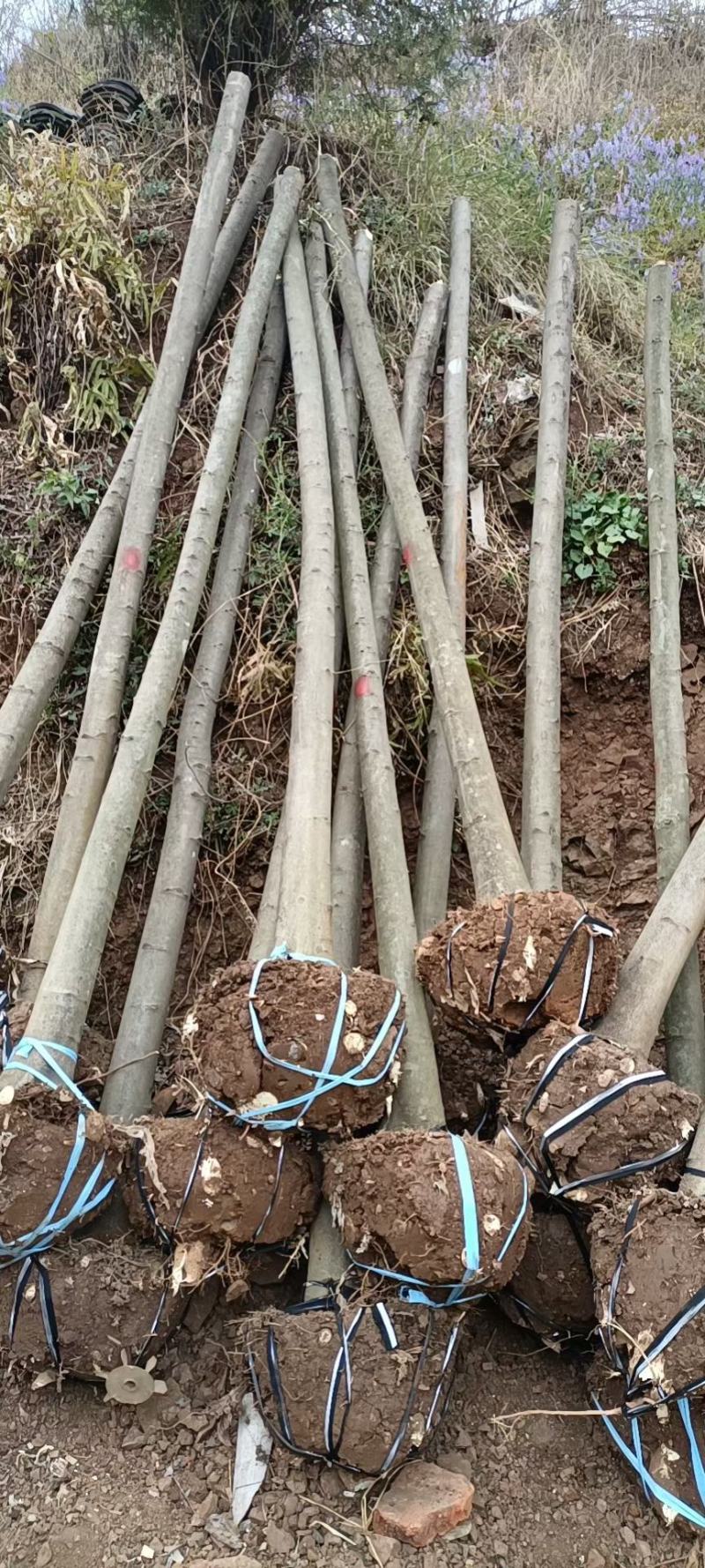 精品米径5-8公分朴树，苗圃大量出售，批发