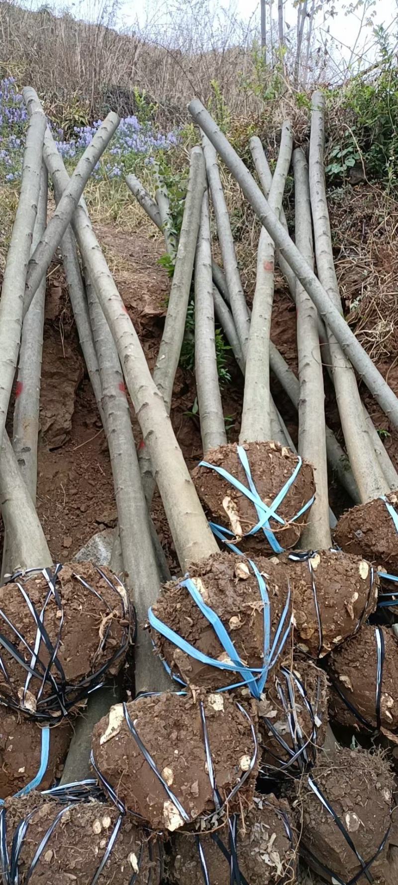 精品米径5-8公分朴树，苗圃大量出售，批发
