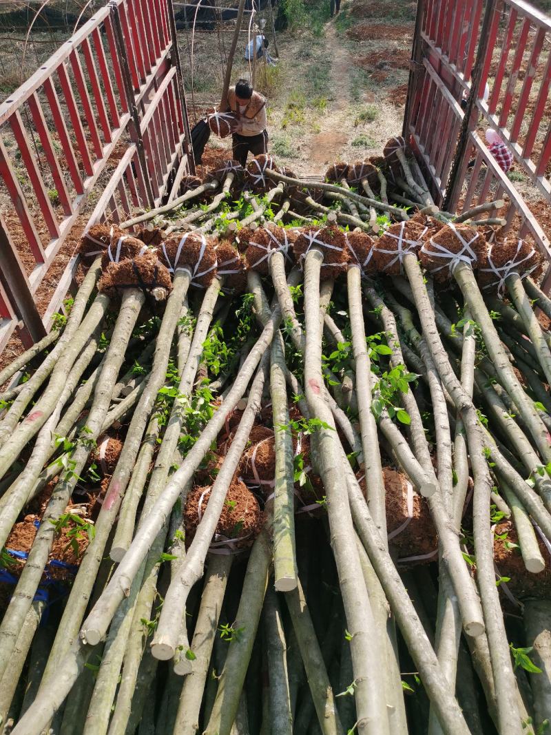 精品米径5-8公分朴树，苗圃大量出售，批发