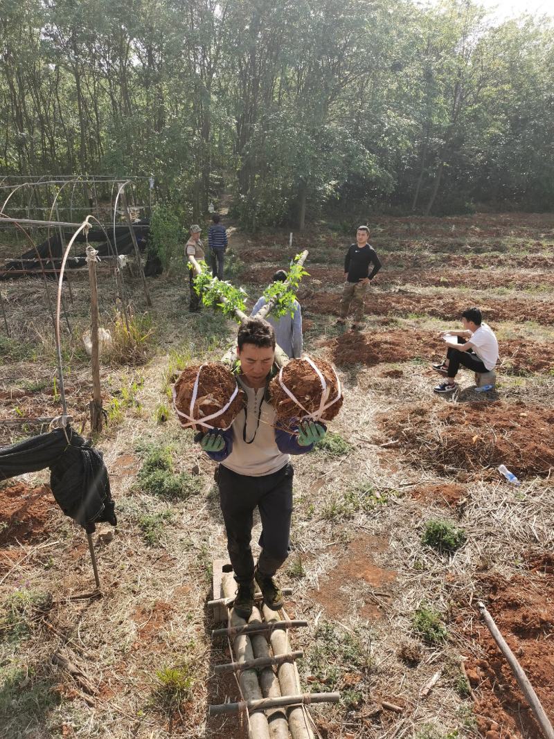 精品米径5-8公分朴树，苗圃大量出售，批发