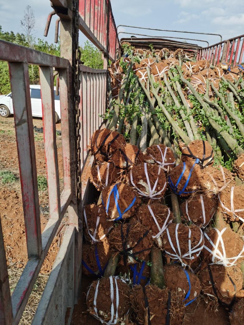 精品米径5-8公分朴树，苗圃大量出售，批发