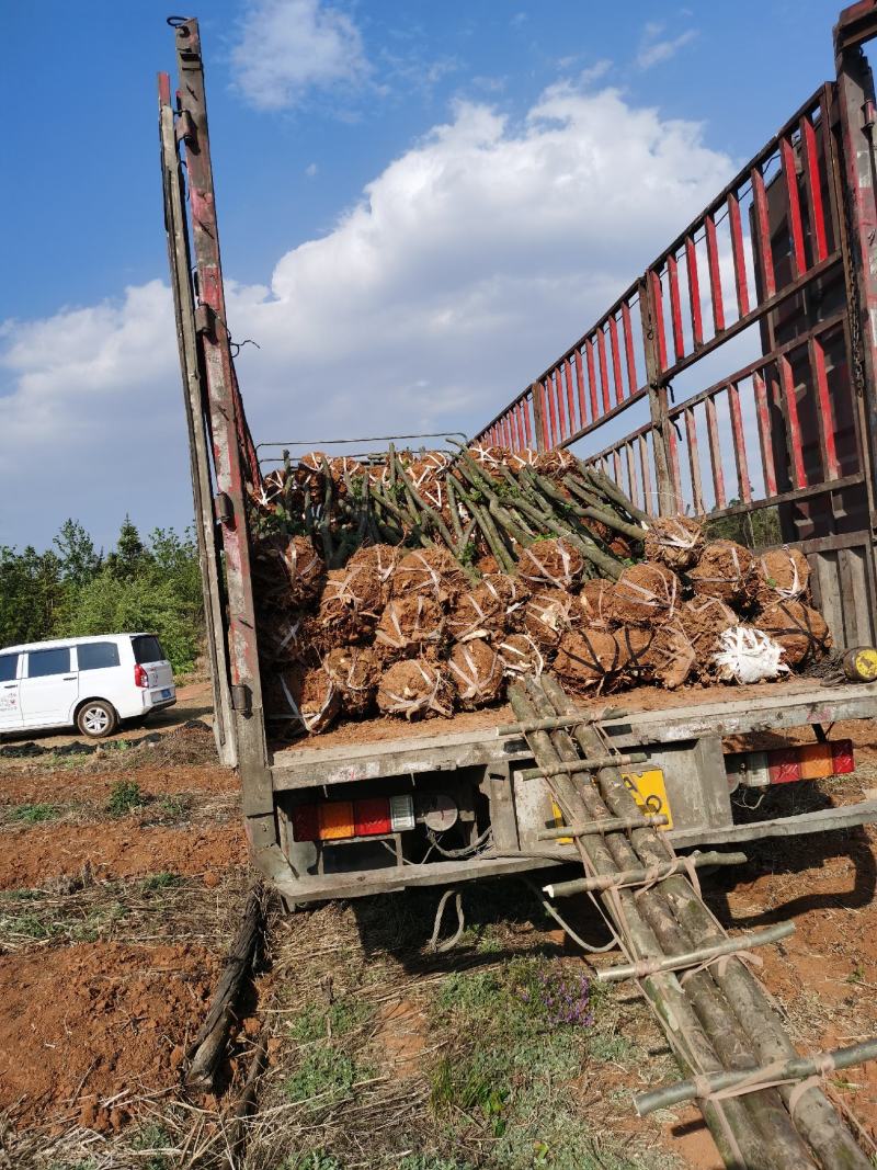 精品米径5-8公分朴树，苗圃大量出售，批发