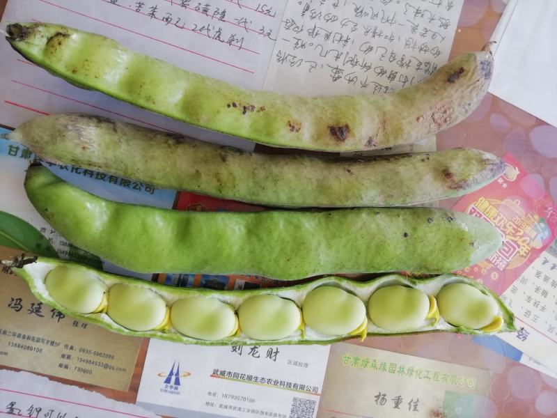 蚕豆（七星蚕豆）
