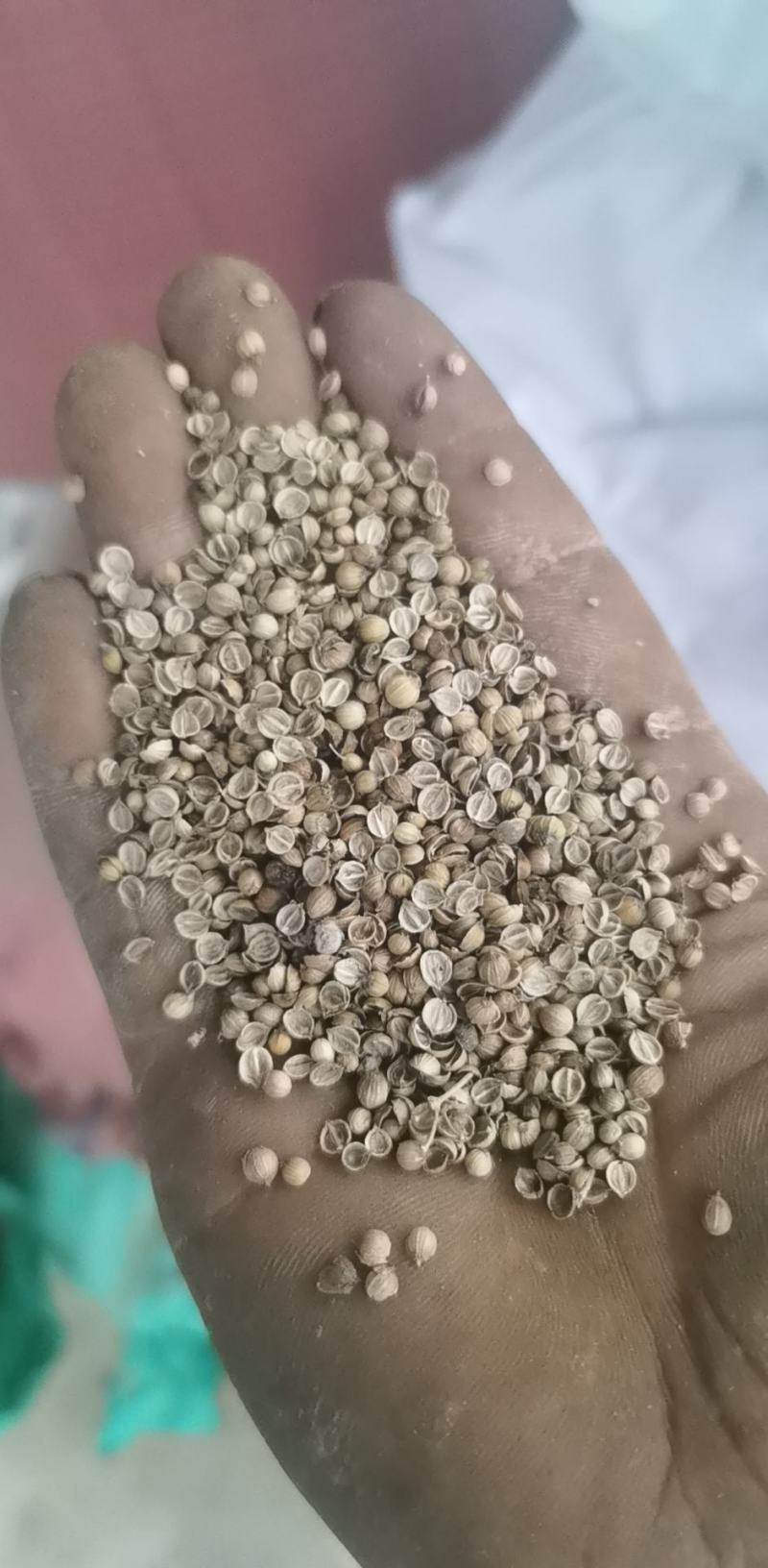 香菜籽
