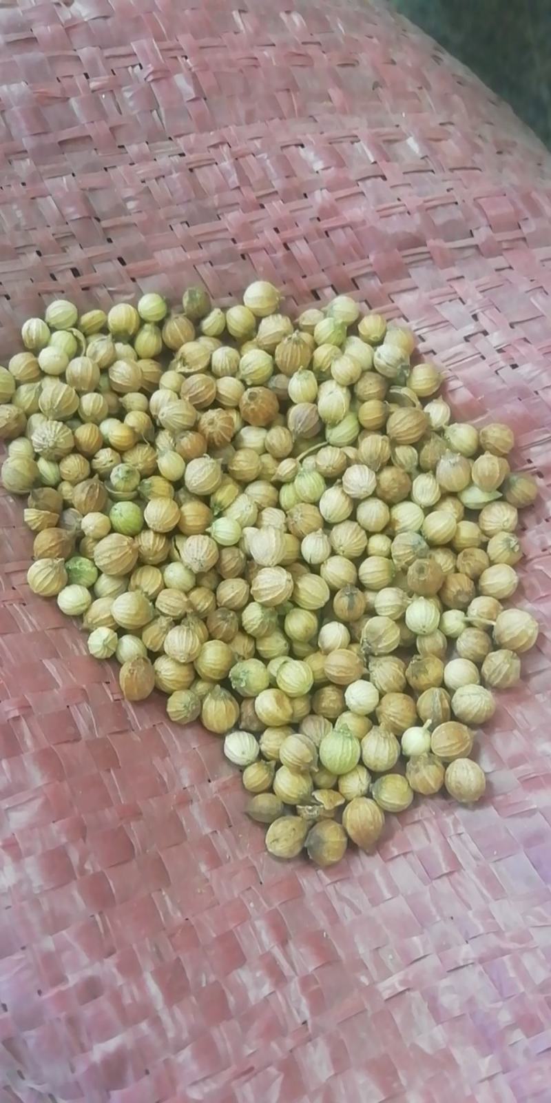 香菜籽