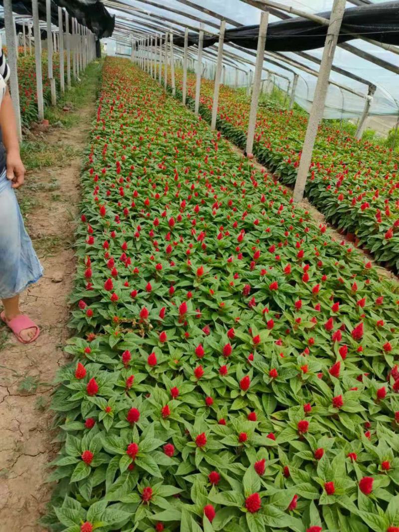 鸡冠花，带杯发货，质量保证，基地直发，欢迎选购