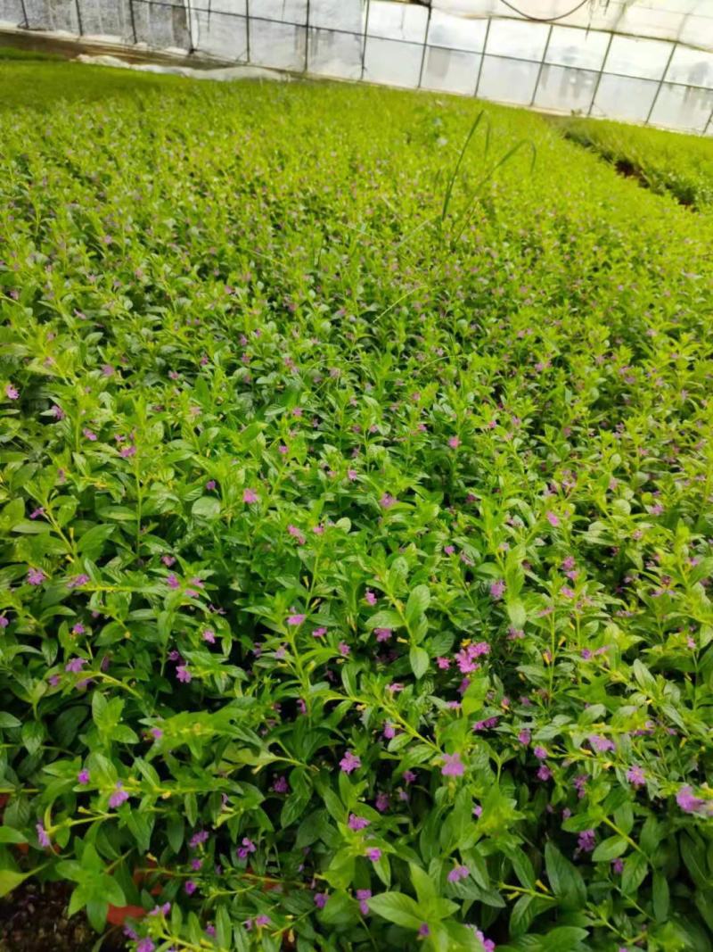 山东青州满天星(孔雀蓝，紫鄂巨花)，基地直发，质量保证