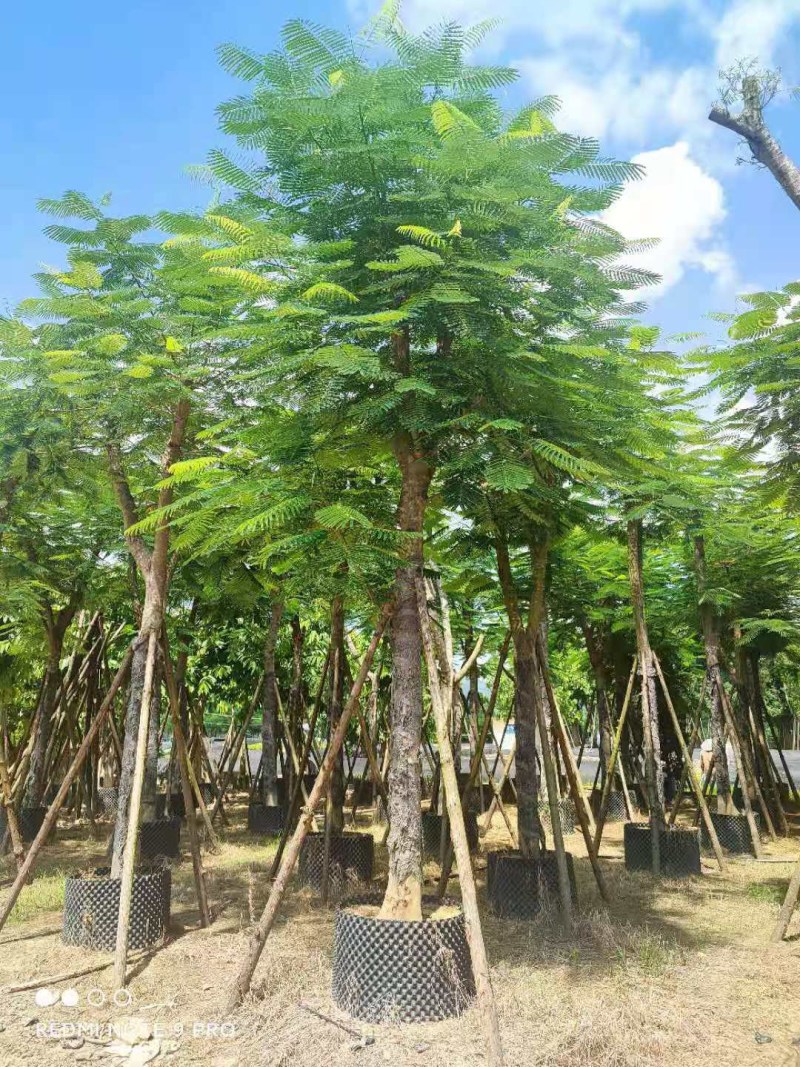 凤凰木大骨架