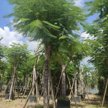 凤凰木大骨架