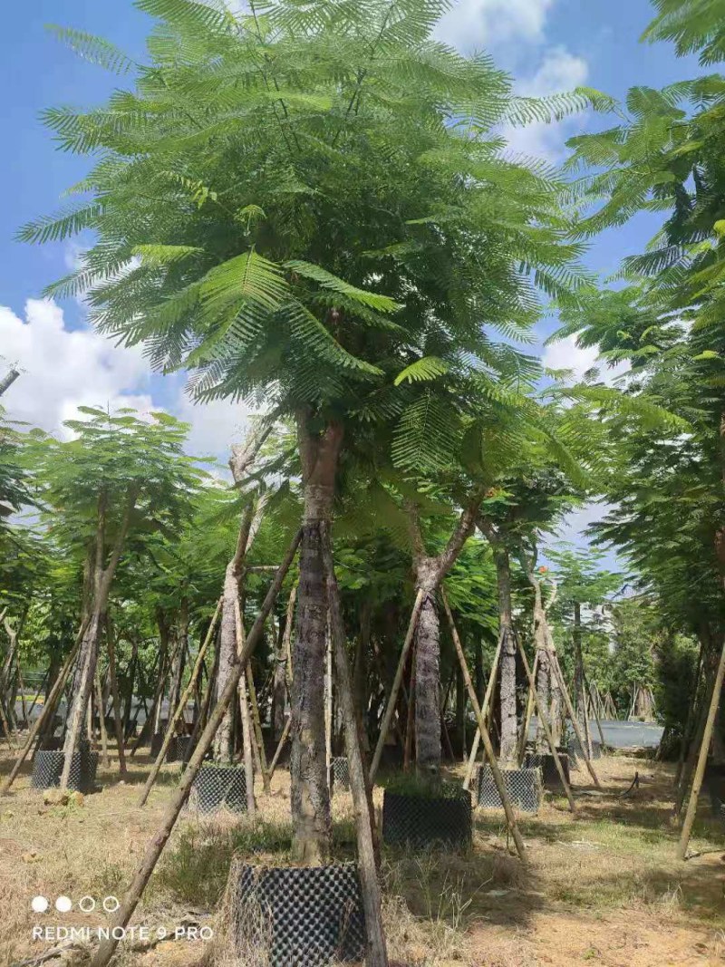 凤凰木大骨架