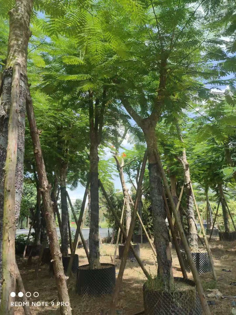 凤凰木大骨架