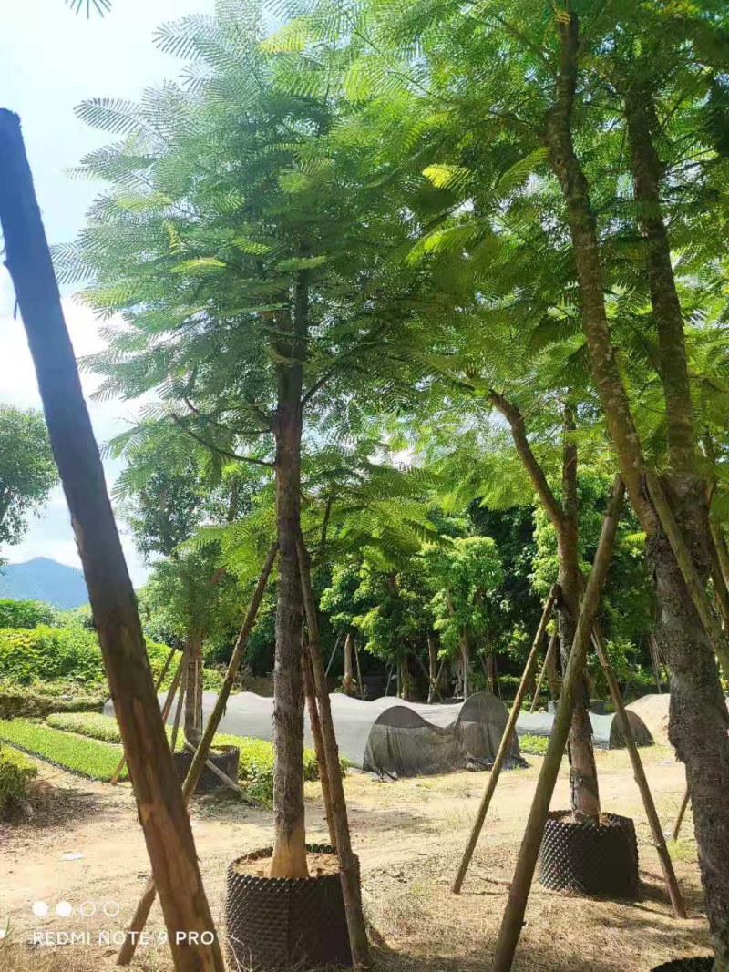凤凰木大骨架
