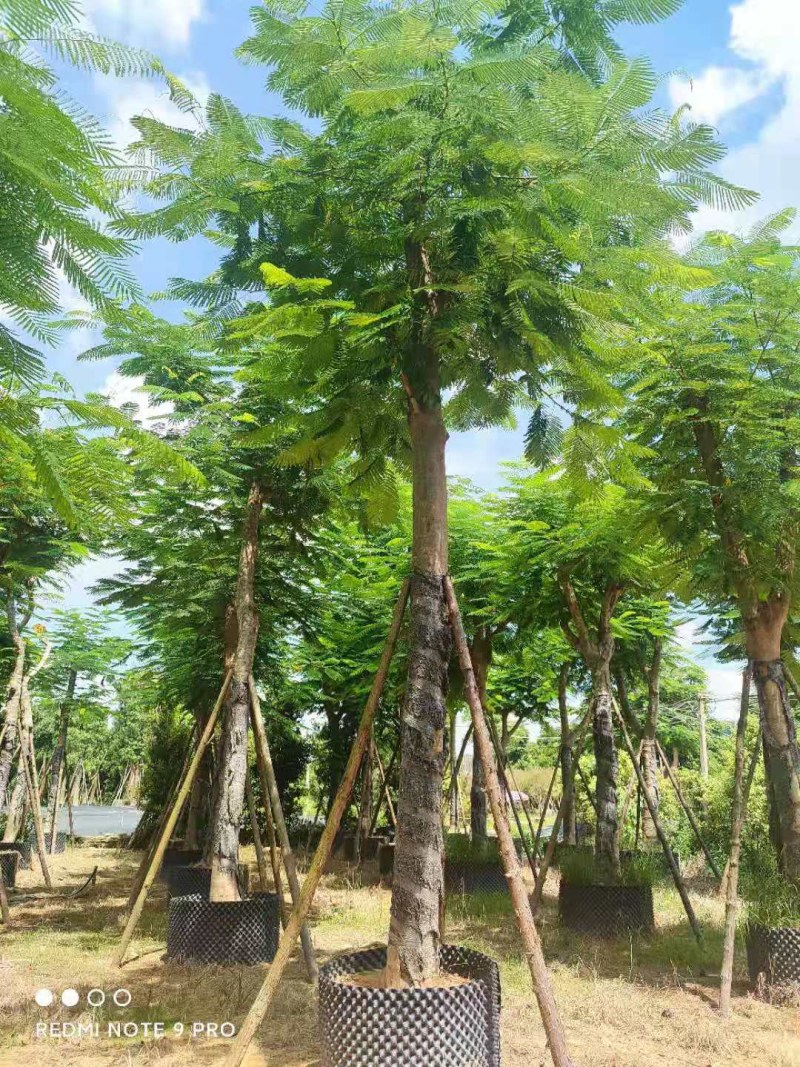 凤凰木大骨架