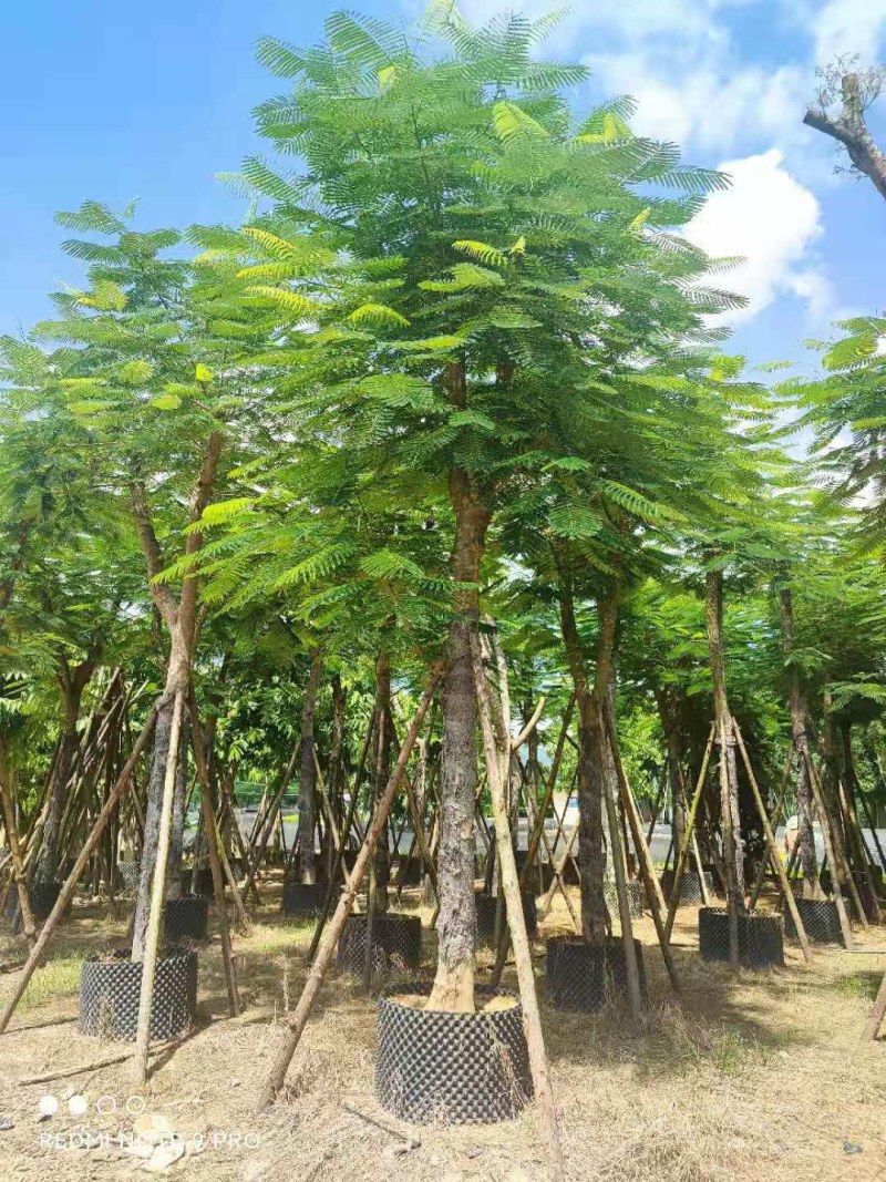 凤凰木大骨架